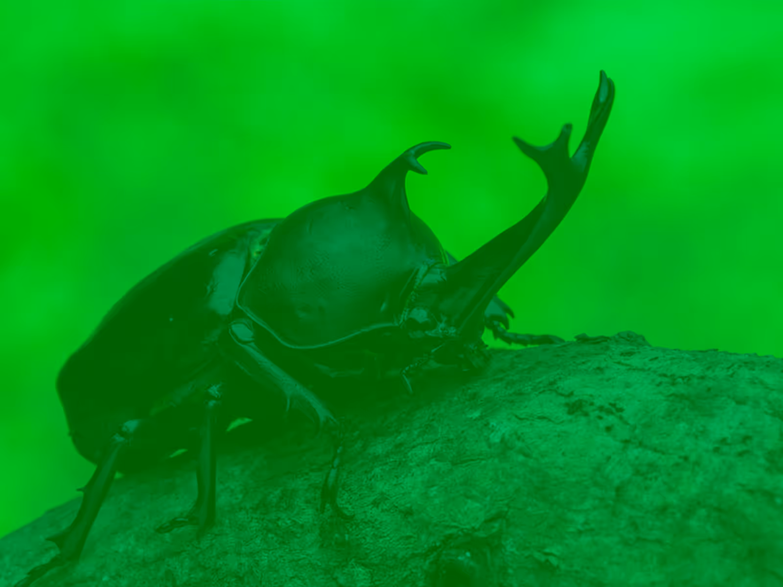 カブトムシの森