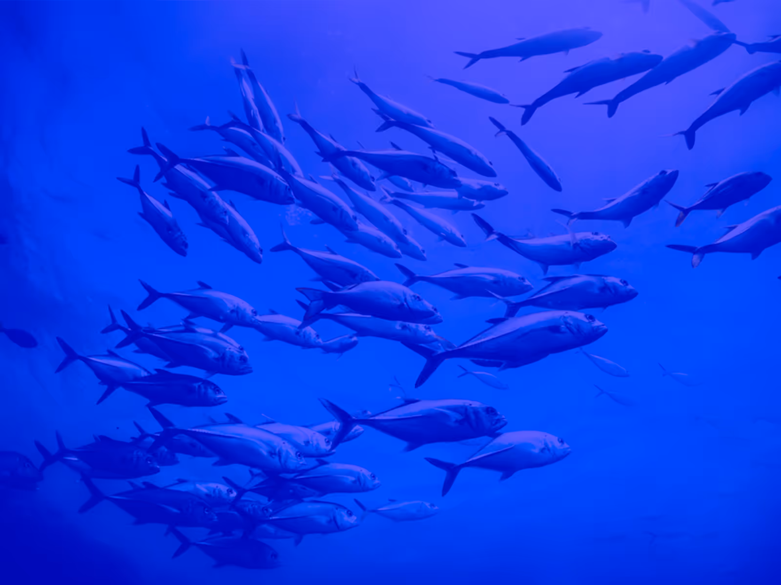 魚ふれあい広場